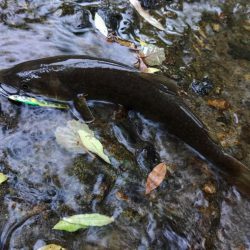 雨の谷でイワナ釣り